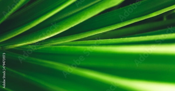 Obraz Abstract nature green blurred background nature leaf on greenery background in garden with copy space using as background wallpaper page concept.