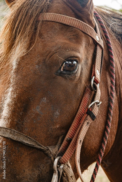 Obraz beautiful animals free in their environment to admire and take photos