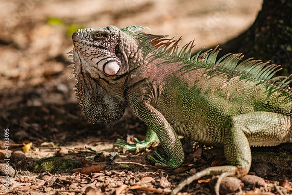 Obraz beautiful animals free in their environment to admire and take photos