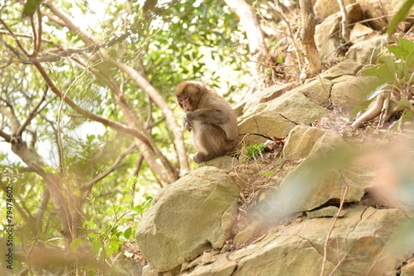 Obraz 森の日本猿