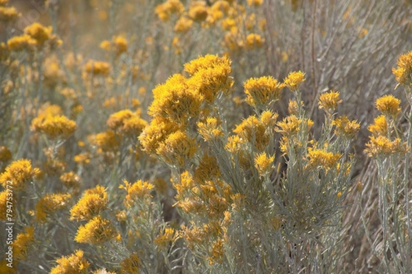Obraz Radiant Rabbitbrush
