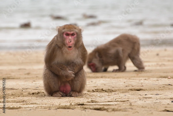 Obraz 浜辺の日本猿