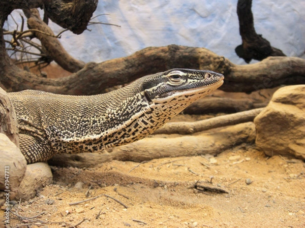Fototapeta arguswaran - neuguinea