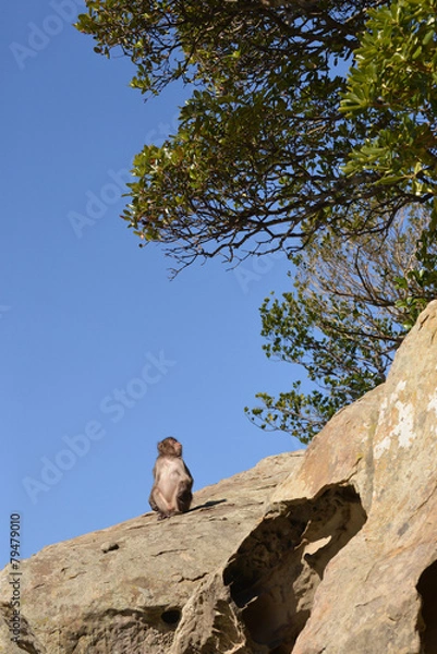 Obraz たそがれる日本猿