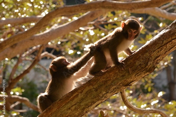 Obraz 日本猿の子供