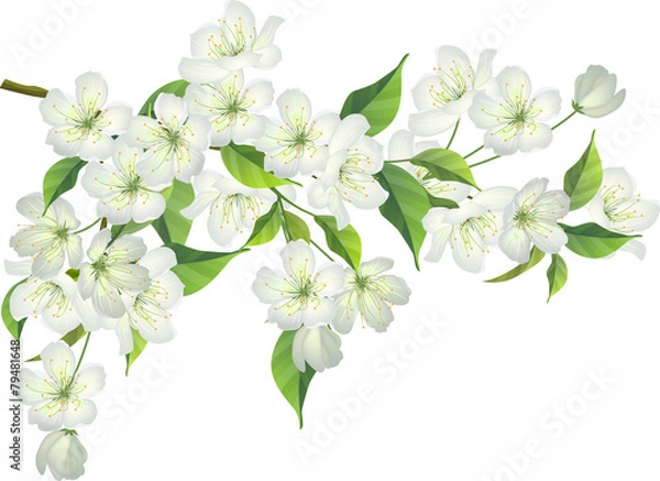 Obraz Blossoming branch of apple tree