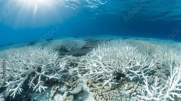 Fototapeta Coral Bleaching on the Great Barrier Reef, Coral bleaching climate change, photo illustration of coral bleaching threat. Dead, Bleached Coral Reef - Rising sea temperatures and Global Warming.  