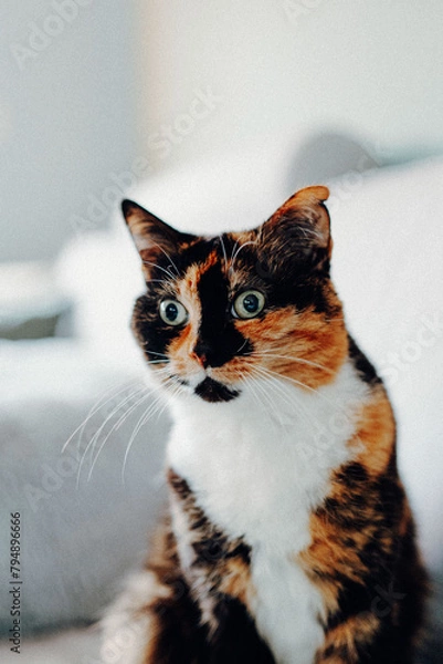 Obraz Schildpat Glückskatze