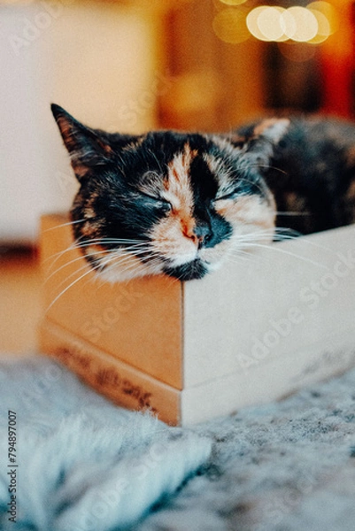 Obraz Portrait Katze Glückskatze