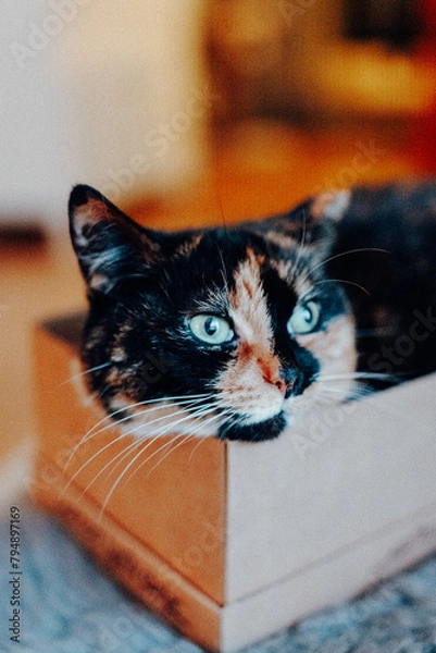 Obraz Katze portrait