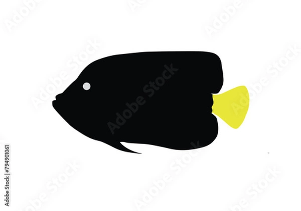 Obraz Emperor angelfish on white, vector illustration.