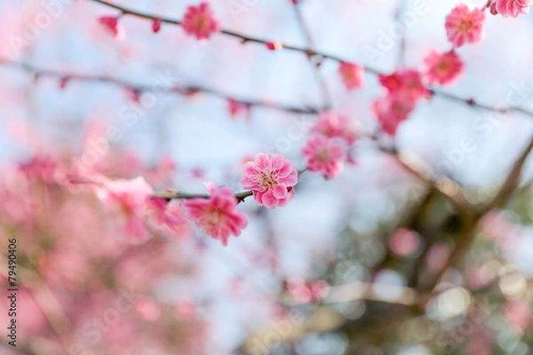 Fototapeta 梅の花