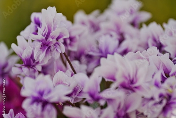Fototapeta 可憐なシクラメンの花