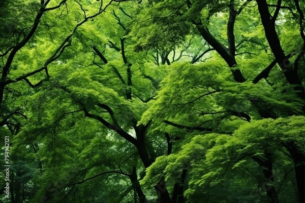 Fototapeta Forest Canopy Gradient Greens: A Natural Green Spectrum