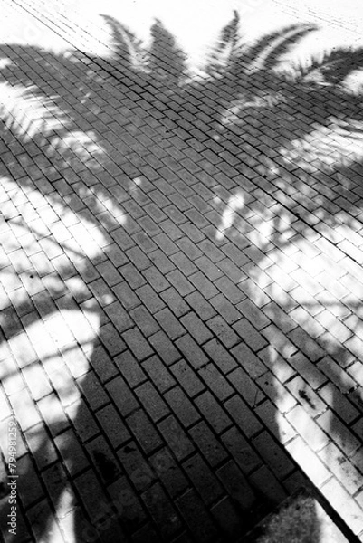 Obraz Schatten Palme