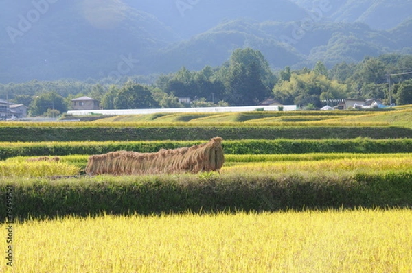 Obraz arrozal do japão