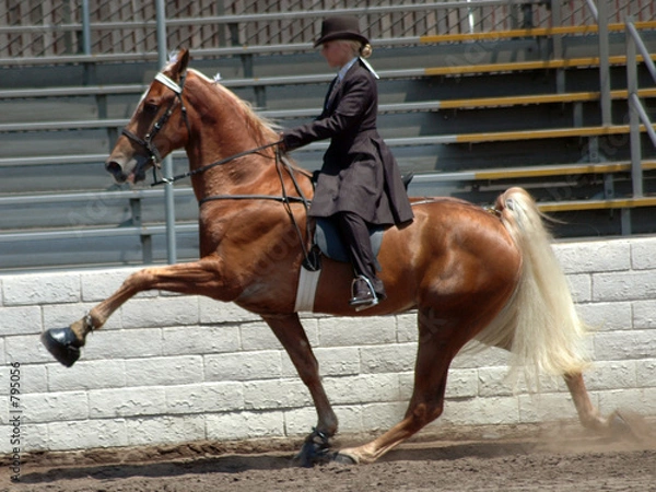 Obraz chodzący koń