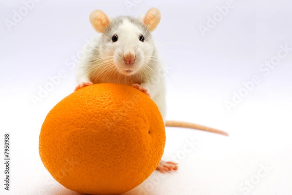 Fototapeta Rat with an orange