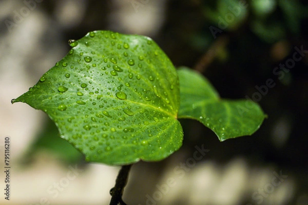 Obraz leaf with water drops