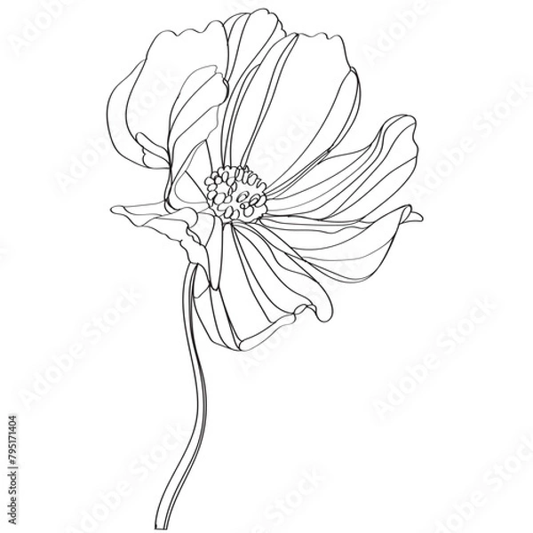 Fototapeta black and white line illustration of cosmos flower on a white background