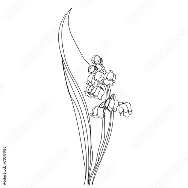 Fototapeta lily of the valley vector illustration. Black and white floral vector illustration of a lily of the valley