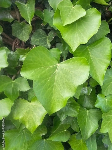 Obraz green leaves of a plant