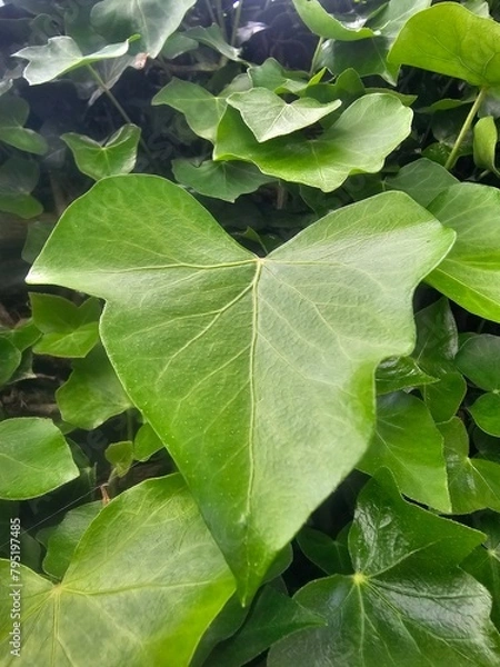 Obraz green leaves background
