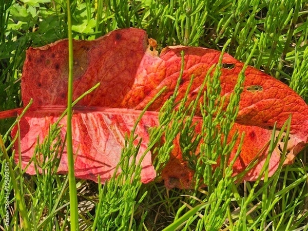 Obraz red autumn leaves