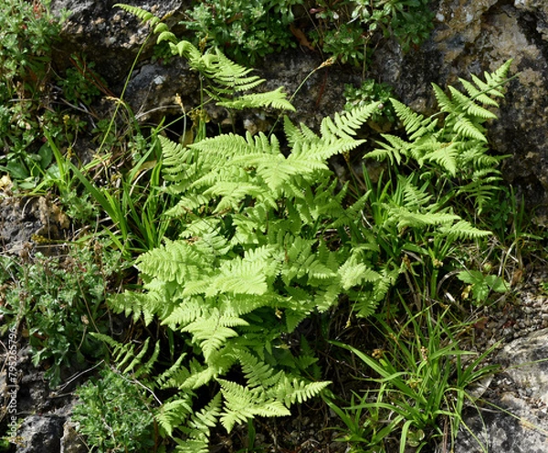 Obraz The Ruprechtsfarn, Gymnocarpium robertianum, is a species of fern that is widespread in Central Europe, especially in the limestone areas of the Alps,  Currania Robertiana