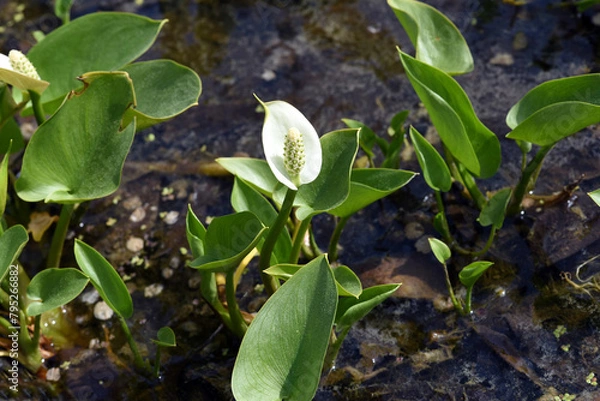Obraz Marsh calla, Calla palustris