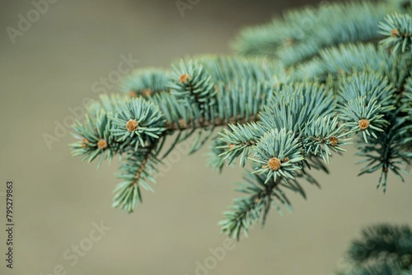 Obraz Green spruce branches. background