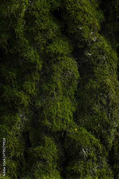 Obraz green moss on a tree close up. wallpaper