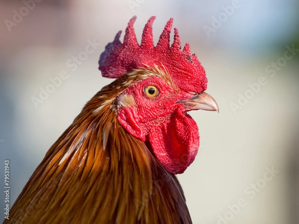Obraz Portrait beautiful rooster close up