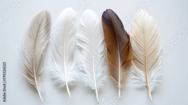 Fototapeta Boho-inspired feathers creating a serene and tranquil ambiance on white