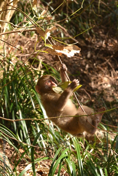 Obraz わんぱく坊主