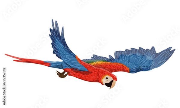 Obraz Scarlet macaw parrots flies with its wings spread. Realistic Vector South American and Caribbean Jungle Bird