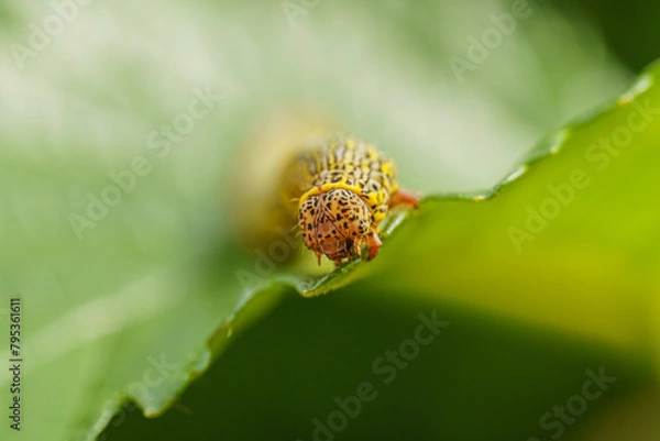 Fototapeta Fall armyworm Spodoptera frugiperda on a green leaf. Selective focus image. Extreme close up view.