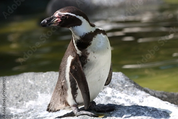 Obraz penguin on the rocks