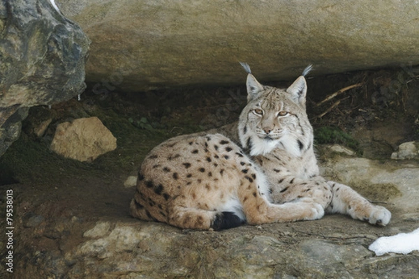 Obraz Luchs (lynx lynx)