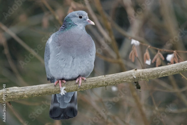 Obraz Hohltaube (Columba oenas)