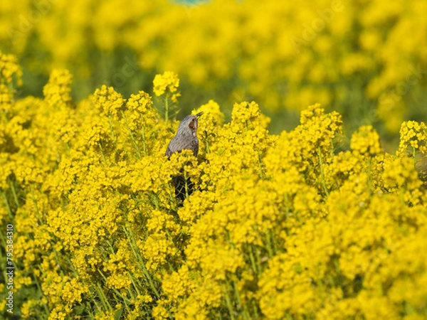 Fototapeta 菜の花を食べるヒヨドリ