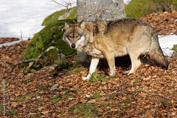 Fototapeta Wolf ( canis lupus )