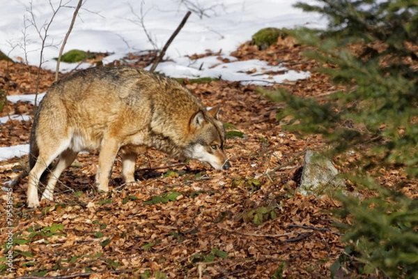 Obraz Wolf ( canis lupus )