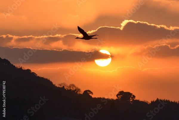 Obraz 日本の夕日