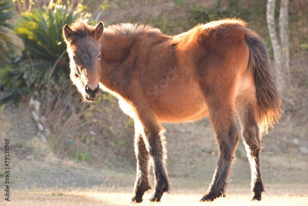 Obraz 若い御崎馬