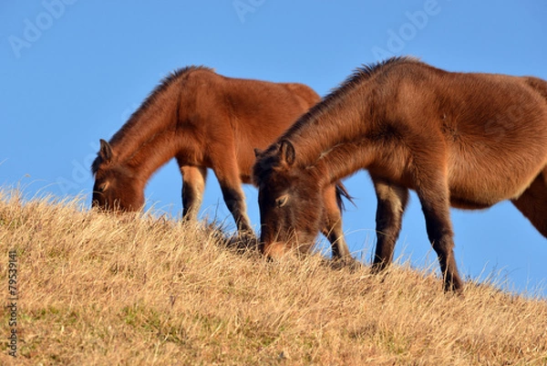 Obraz 丘の上の馬