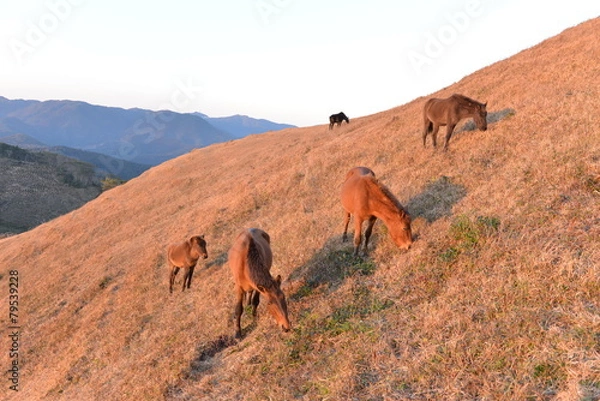 Obraz 丘の馬たち