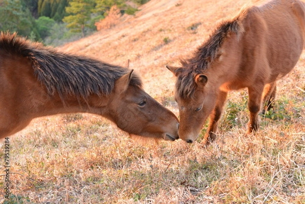 Obraz 親子馬の愛情