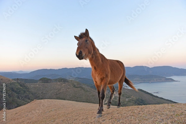 Obraz 丘の上の御崎馬