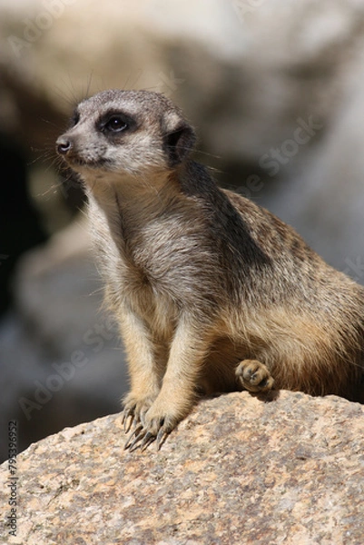 Obraz meerkat on guard
